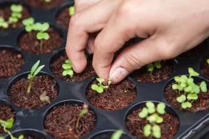 Seedlings