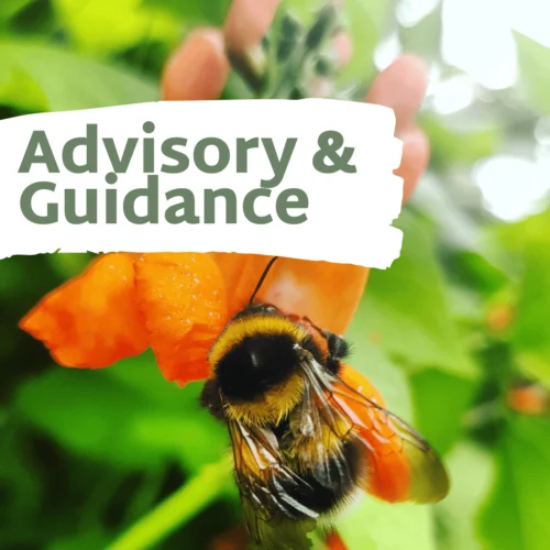 Advisory & Guidance