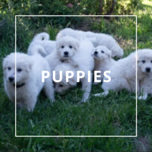 nzkc puppies for sale