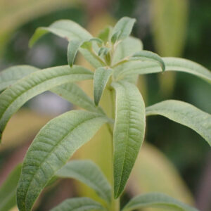 Lemon Verbena