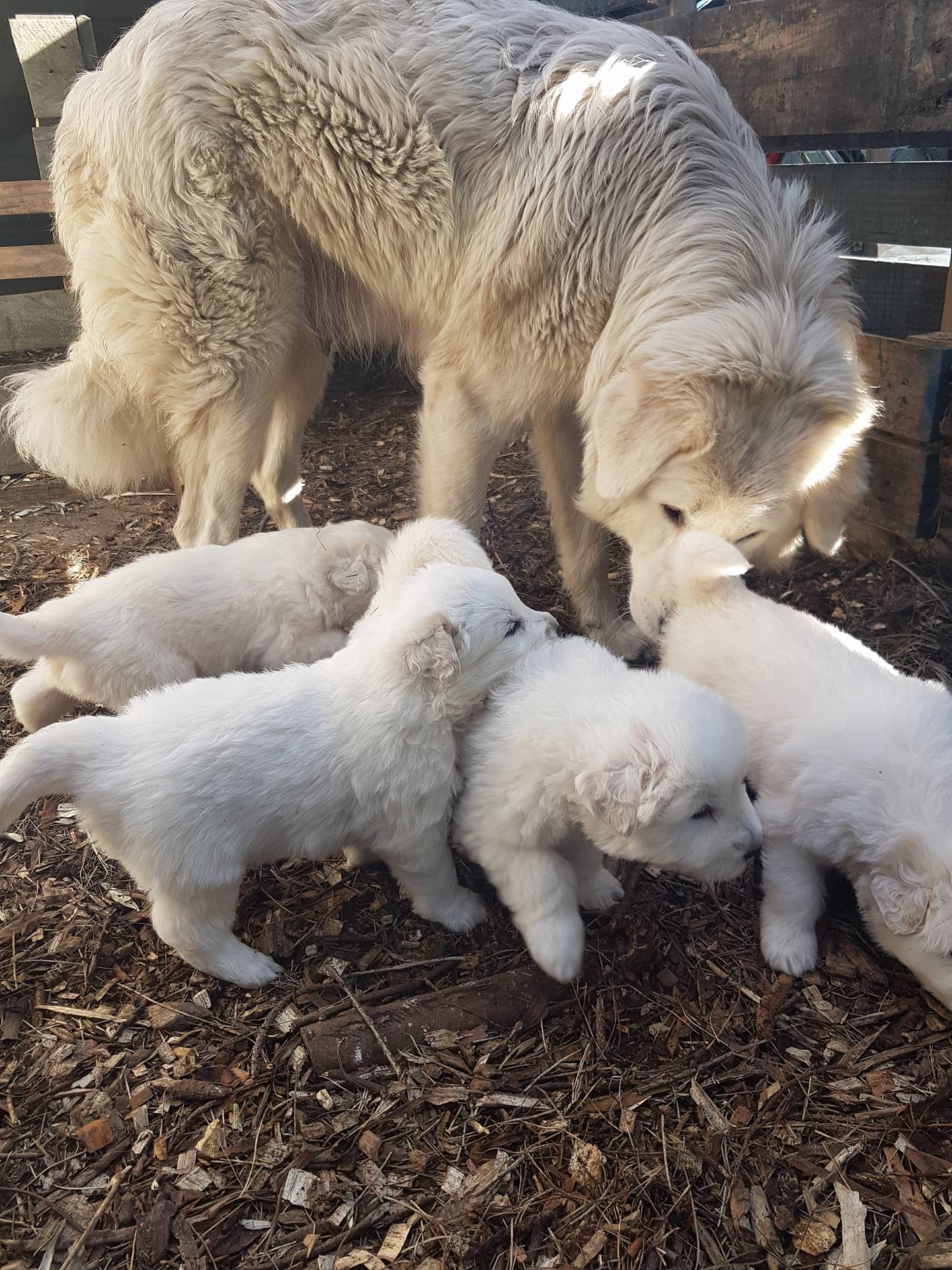 Livestock guardian sale puppies for sale