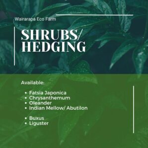 Shrubs & Hedging