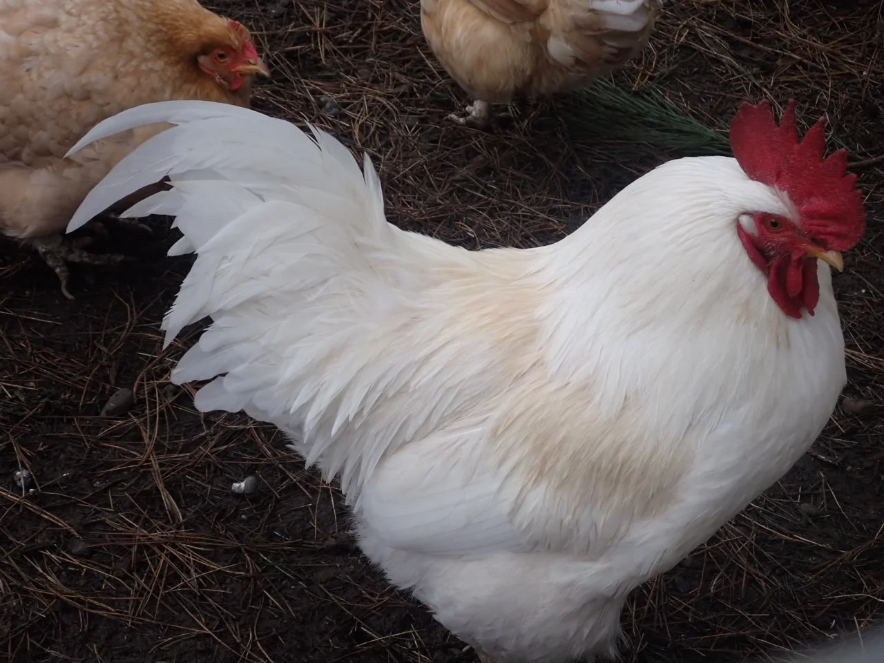 Eco Farm Animals