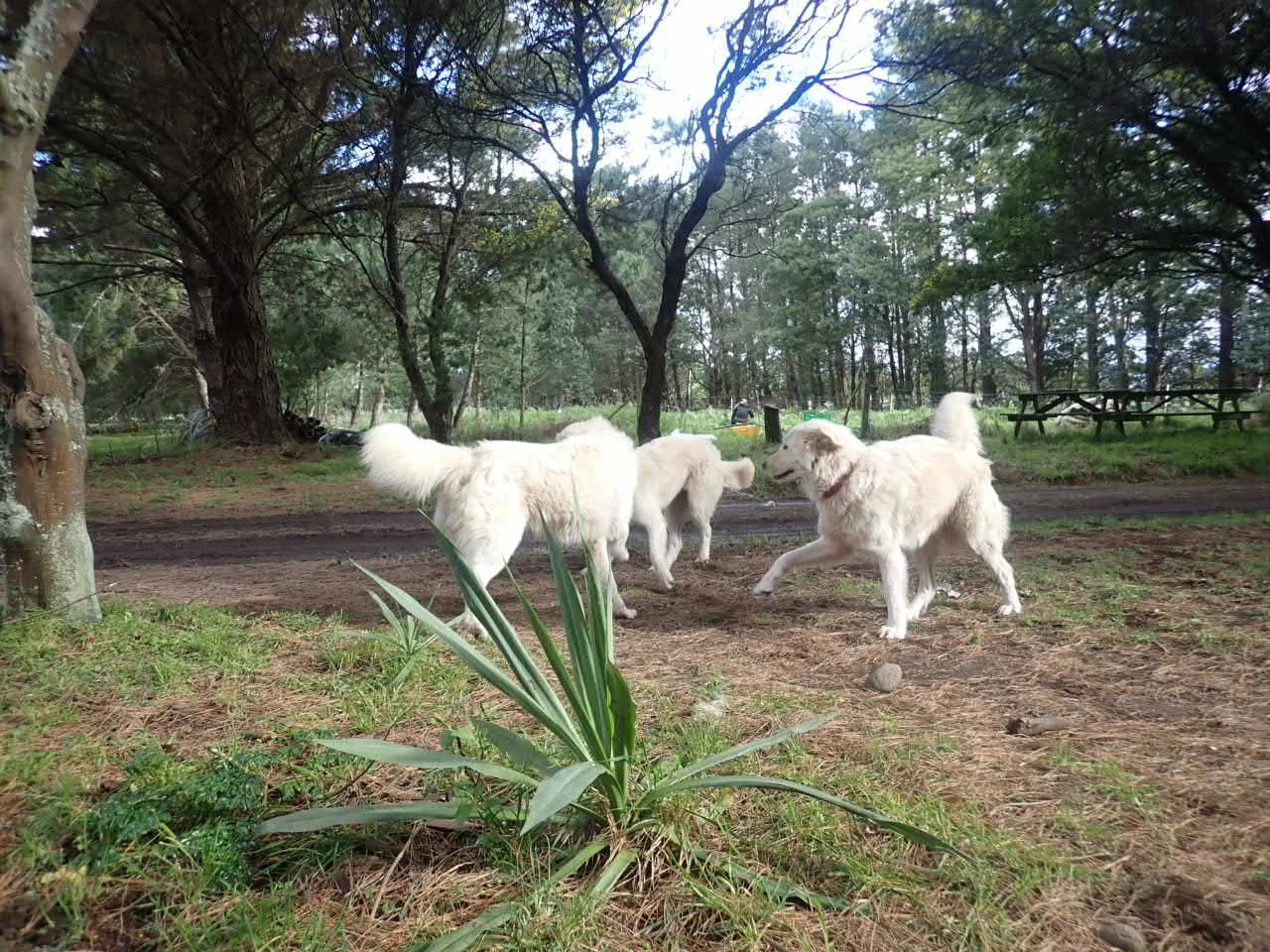 Maremma Livestock Guardian Dogs