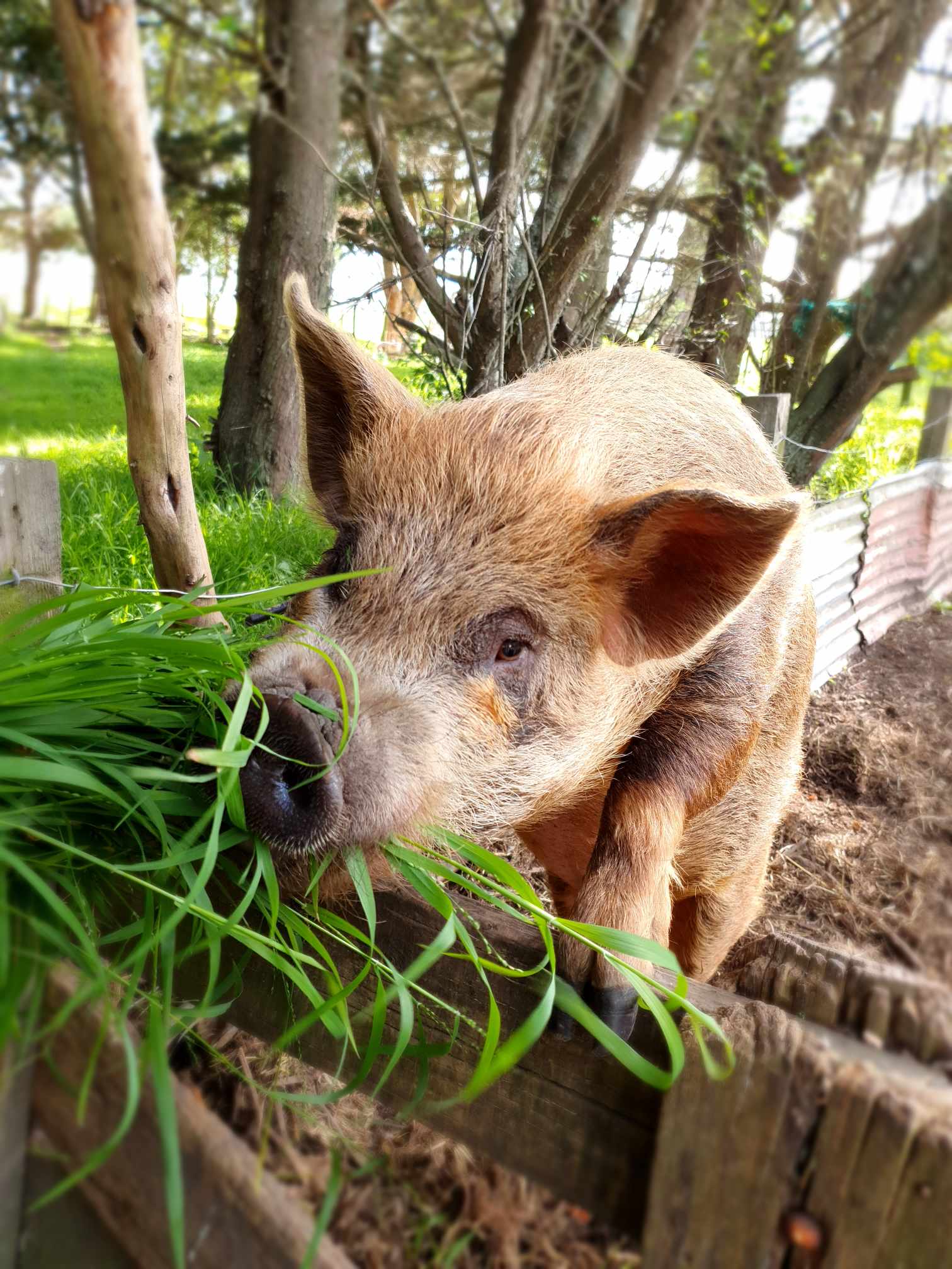 Farm tours