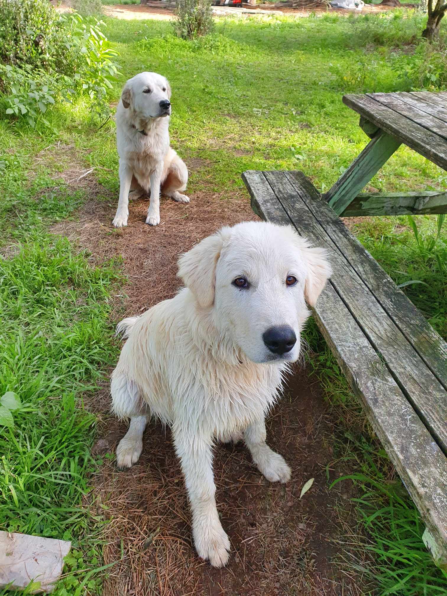 Maremma Livestock Guardian Dogs