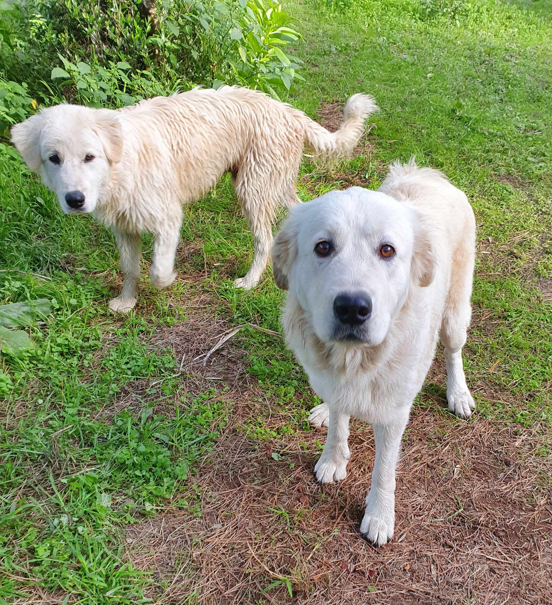 Maremma Livestock Guardian Dogs