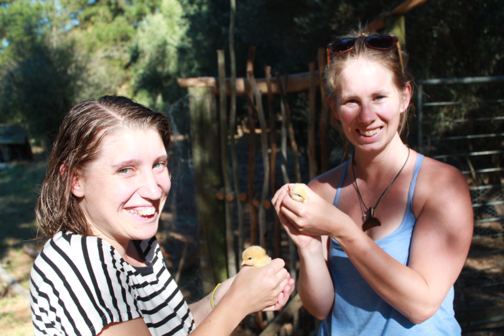 Interns & baby chicks
