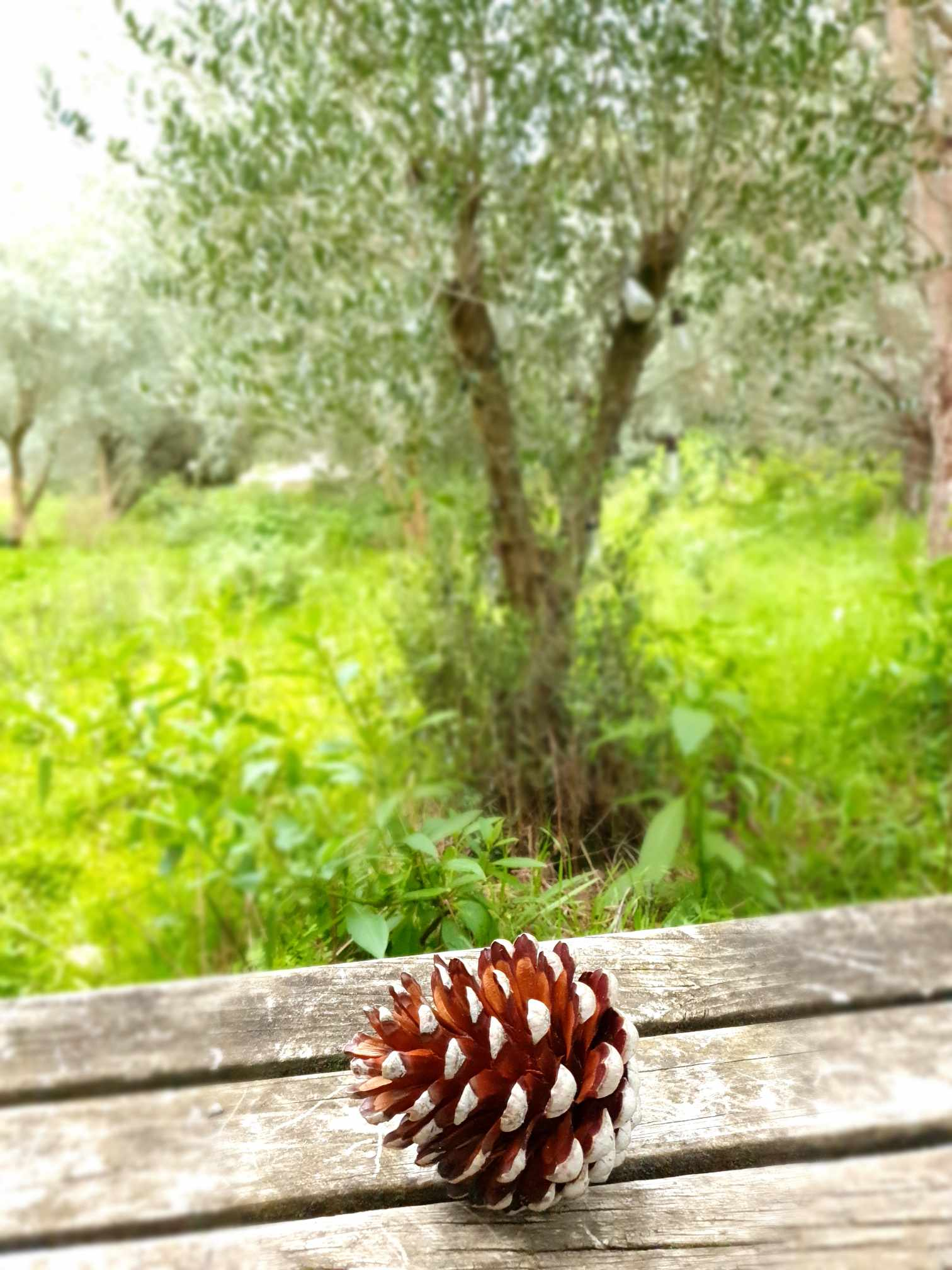 Farm Camping - Image 3